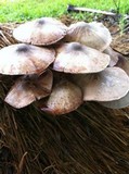 Volvariella volvacea image