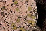 Caloplaca flavovirescens image