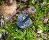 Arrhenia chlorocyanea image
