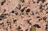 Hymenelia epulotica image
