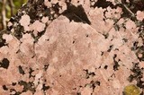 Hymenelia epulotica image