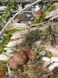 Psilocybe caeruleoannulata image
