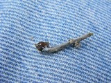 Psilocybe caeruleoannulata image