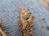Psilocybe caeruleoannulata image