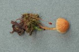 Galerina filiformis image