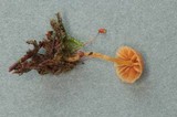 Galerina filiformis image