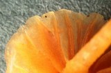 Galerina filiformis image