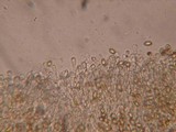 Galerina filiformis image