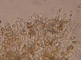 Galerina filiformis image