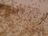 Galerina filiformis image