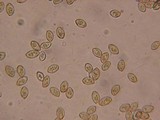 Galerina filiformis image