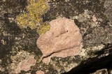 Hymenelia epulotica image