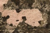 Hymenelia epulotica image