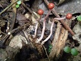 Ophiocordyceps amazonica image