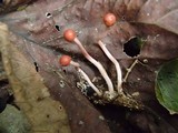 Ophiocordyceps amazonica image