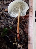 Collybia nivea image