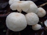 Collybia nivea image