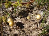 Protostropharia semiglobata image