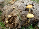 Protostropharia semiglobata image