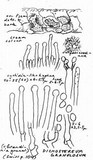 Dichostereum granulosum image