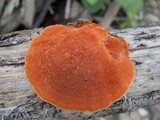 Earliella scabrosa image