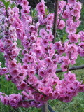 Taphrina deformans image