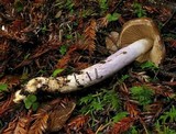 Cortinarius vanduzerensis image