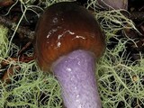 Cortinarius vanduzerensis image