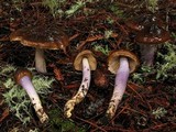 Cortinarius vanduzerensis image