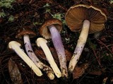 Cortinarius vanduzerensis image