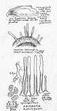 Xenasma rimicola image