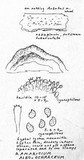 Ramaricium albo-ochraceum image