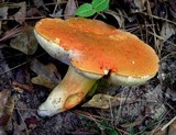Gyroporus ballouii image