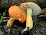 Gyroporus ballouii image