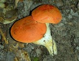 Tylopilus balloui image