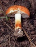 Gyroporus ballouii image