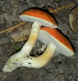 Tylopilus balloui image