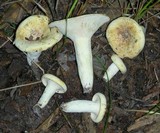 Lactarius caeruleitinctus image