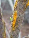 Puccinia evadens image
