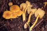Cantharellus tabernensis image