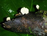 Xylaria cubensis image