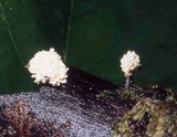 Xylaria cubensis image
