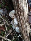 Hemimycena candida image