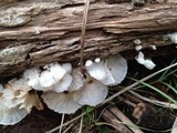 Hemimycena candida image