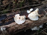 Hemimycena candida image