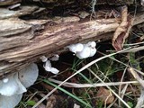 Hemimycena candida image