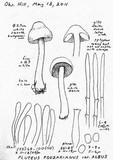 Pluteus pouzarianus image