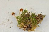 Galerina clavata image