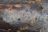 Xenasma rimicola image
