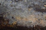 Xenasma rimicola image